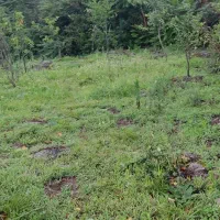 636متر زمین ویلایی مسکونی در شیرآباد|فروش زمین و ملک کلنگی|حویق, |دیوار