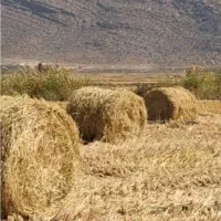 کاه پیچ سبز تازه امسال|حیوانات مزرعه|درودزن, |دیوار