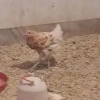 جوجه لوهمن اصیل ۱ روزه|حیوانات مزرعه|کرج, خرمدشت|دیوار