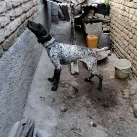 سگ پوینتر آلمان. خال مگسی اصیل