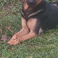 واگذاری سگ ژرمن