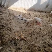 جوجه  مرغ وخروس برهما سلطان گلین|حیوانات مزرعه|خمینی‌شهر, |دیوار