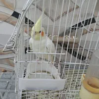 عروس هلندی