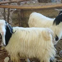 ۲عدد بزغاله نر