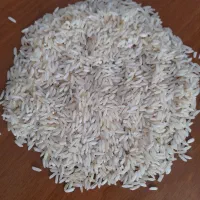 برنج زعفرانی طارم هاشمی محصول امسال|خوردنی و آشامیدنی|تبریز, |دیوار