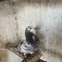 کبوتر پرشی نر|پرنده|نکا, |دیوار
