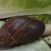 حلزون آچاتینا|خزنده|کرج, اتحاد|دیوار