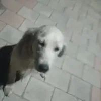 سگ ماده ، گم،شده|سگ|اشتهارد, |دیوار