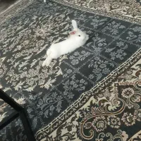 واگذاری خرگوش نر سفید نژاد Lionhead