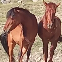 فروش دو اسب نر و ماده