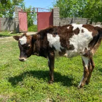 گوساله دورگ محلی