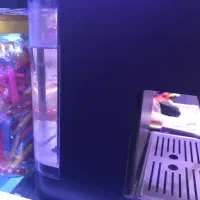 قهوه ساز NCIVA|سماور، چای‌ساز، قهوه‌ساز|گلپایگان, |دیوار