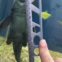 گربه ماهی بزرگ|ماهی|مشهد, عبادی|دیوار