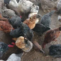 مرغ و خروس محلی