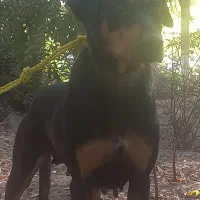 سگ دوبر من|سگ|چهاردانگه (تهران), |دیوار