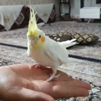 جوجه عروس|پرنده|سمنان, |دیوار