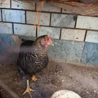 دو عدد مرغ خانگی|پرنده|تهران, افسریه جنوبی|دیوار