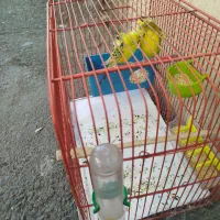 پرنده