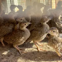 مرغ اردک کبوتر خروس مرغ عشق پلاکی پرنده زینتی|پرنده|اندیکا, |دیوار