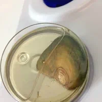 مروارید عشق|بدلیجات|کاشان, شمس آبادی|دیوار