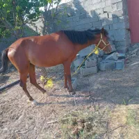 اسب