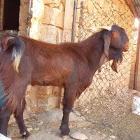 شنگول افغانی معاوضه|حیوانات مزرعه|اندیکا, |دیوار