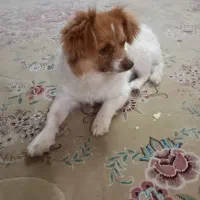 مژدگانی خوب برای یابنده|حیوانات|بسطام, |دیوار