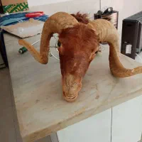 تزاینات