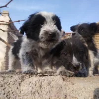 سگ شیتزو|سگ|قوچان, |دیوار