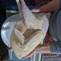 بوقلمون محلی امساله|حیوانات مزرعه|سنگر, |دیوار