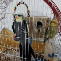 طوطی عروس هلندی