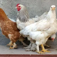 هراج هراج فروش ویژه برهما اصل اصل ومرغ شاخدار