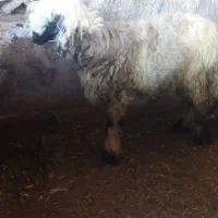 بره نر