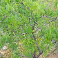چهار هکتار باغ سعدی یک ملیارد ونیم