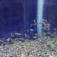 جوجه ماهی اسکار حدود صدتا