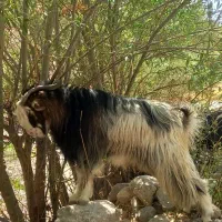 نر بز|حیوانات مزرعه|یاسوج, |دیوار
