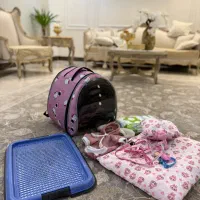 واگذاری سگ پامر اشپیتز فقط به غرب تهران|سگ|ری, علایین|دیوار