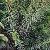 نهال صنوبر نیگرا و بادام سنگی