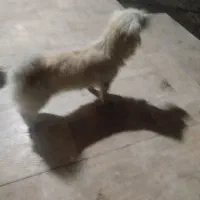 سگ خانگی|سگ|بازرگان, |دیوار