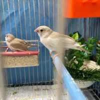 یک جفت فنچ به همراه جوجه