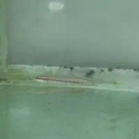 انواع ماهی آکواریوم (سالن تکثیر)|ماهی|تبریز, |دیوار