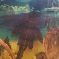 ماهی کت فیش اسپرت (لجن خوار) فلاور باکس و پرت مولد|ماهی|تهران, افسریه شمالی|دیوار