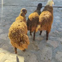 بره ماده مغان داشتی|حیوانات مزرعه|صحنه, |دیوار