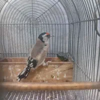 سهره|پرنده|شیراز, شهرک بهار|دیوار
