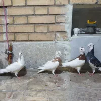 پرنده