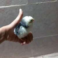 مرغ و خروس محلی
