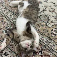 واگذاری گربه خانگی|گربه|گرگان, |دیوار