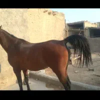 اسب وسگ