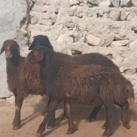 بره قوچ هترو