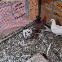 تعدادی کفتر جفت و تکی.جوجه ها و مخلفه ها جلد نیستن|پرنده|کاشان, زیدی|دیوار